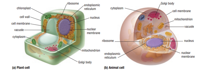 CELLS - BIOLOGY